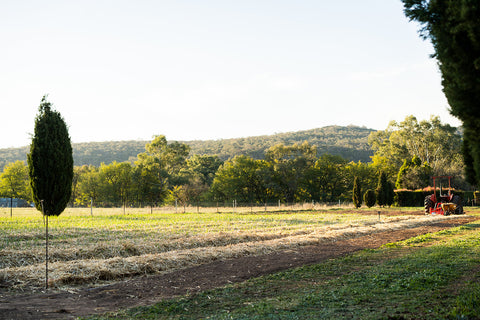 Fresh Garlic Bulb - El Dorado Garlic