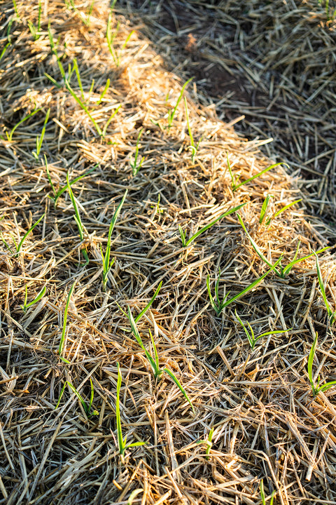 Fresh Garlic Bulb - El Dorado Garlic