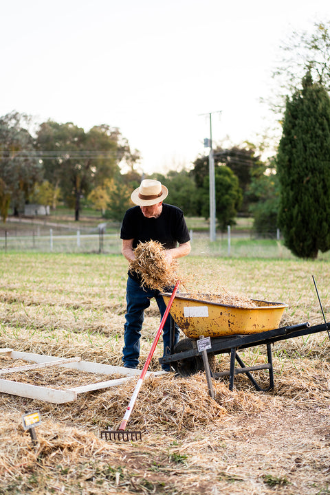 Fresh Garlic Bulb - El Dorado Garlic