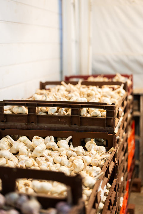 Fresh Garlic Bulb - El Dorado Garlic